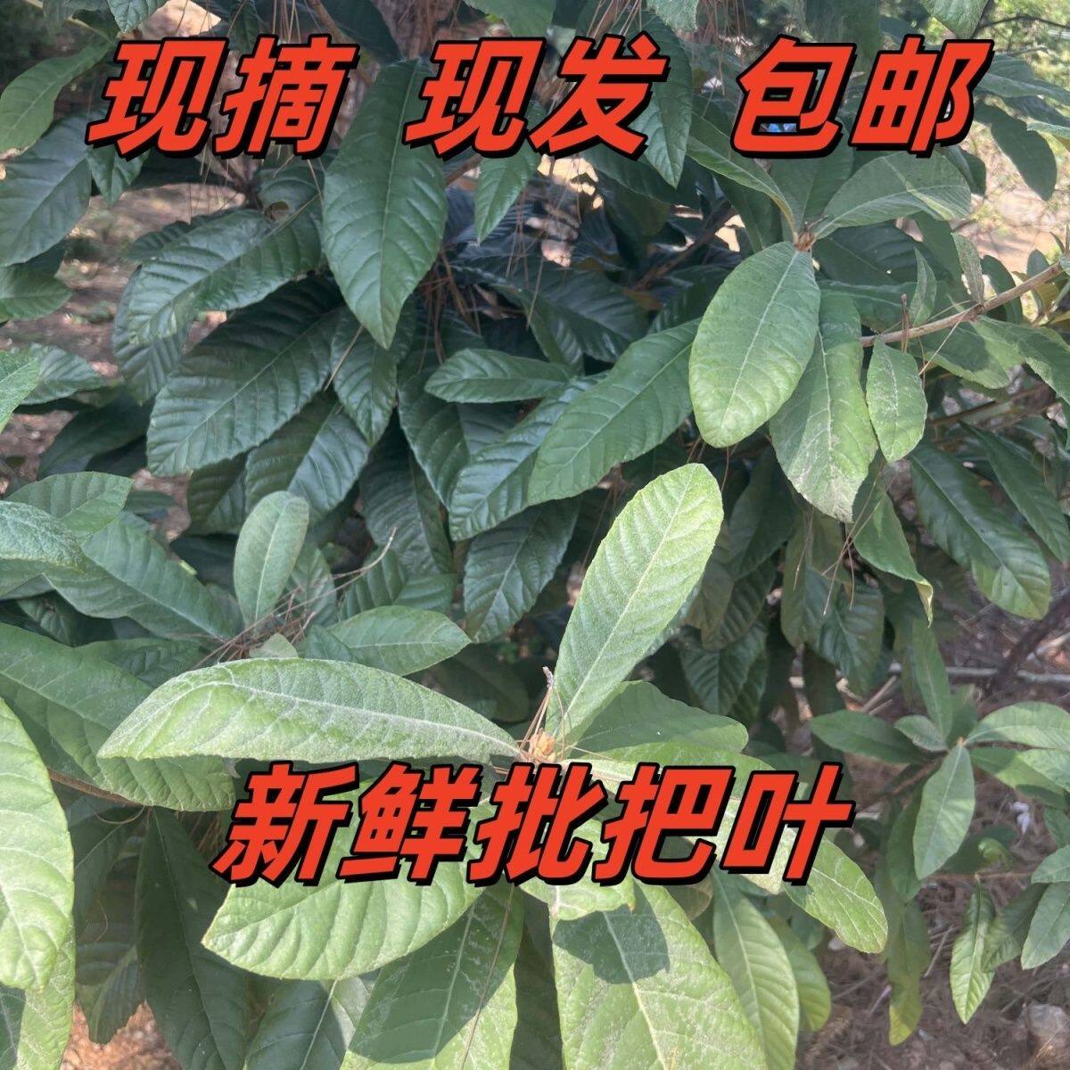新鲜枇杷叶中药材500g克非野生枇杷树叶现摘现发煮水咳止琵琶叶