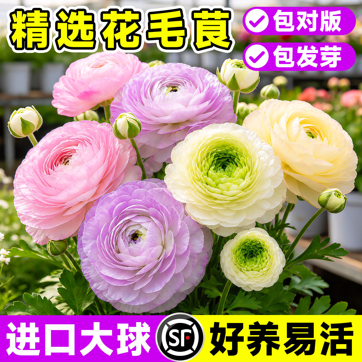 进口花毛茛种球洋牡丹重瓣球根盆栽多色室内外好养活种子四季植物