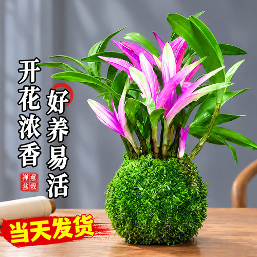 水培七彩香水石斛兰盆栽浓香型四季好养室内外彩叶植物兰花苗绿植