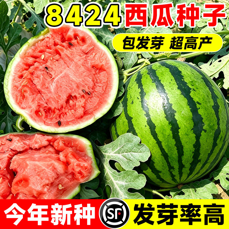 正宗冰糖麒麟西瓜种子优质无籽薄皮懒汉甜瓜四季阳台盆栽种籽大全