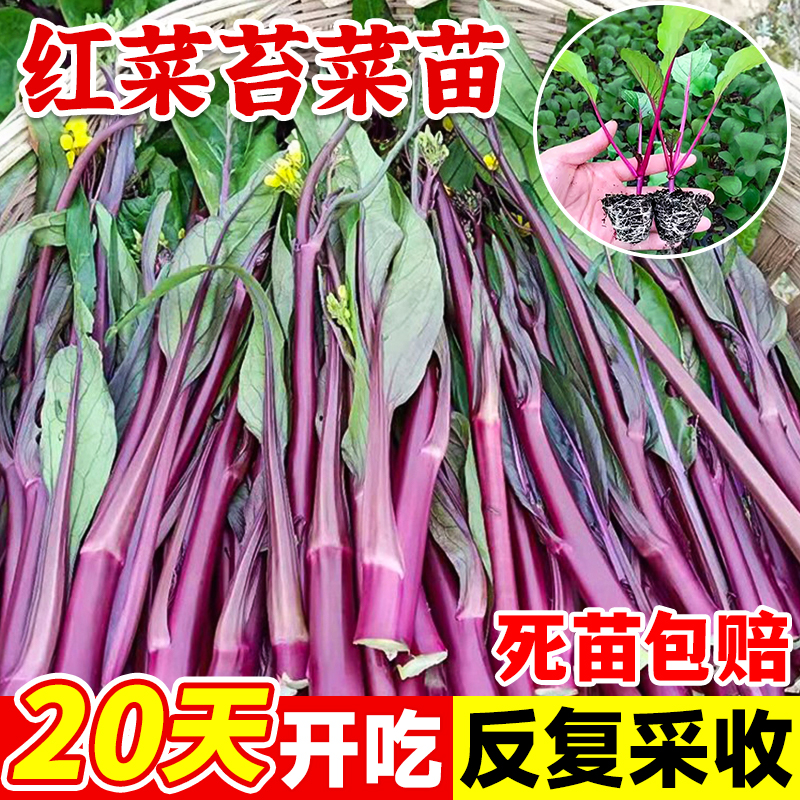 红菜苔秧苗带土蔬菜苗