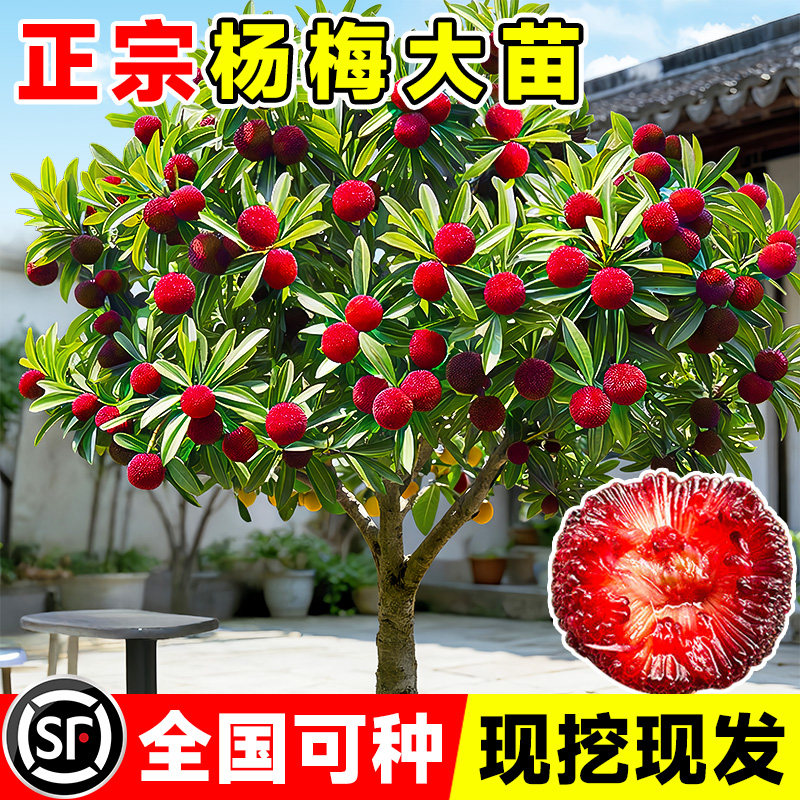 正宗东魁带叶杨梅树苗仙居杨梅树嫁接苗南北方种植盆地栽当年结果