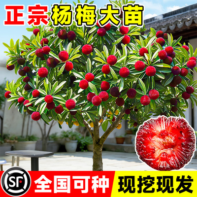 正宗东魁带叶杨梅树苗仙居杨梅树嫁接苗南北方种植盆地栽当年结果
