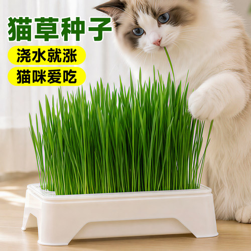 猫草种子水培懒人盆栽超大育苗盘四季种植盒小麦种籽猫咪化毛催吐