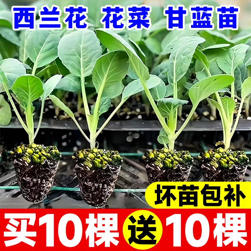 花菜苗白花菜秧苗西兰花苗