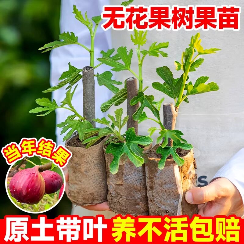 无花果树果苗带叶盆栽当年结果波姬红四季庭院阳台地栽南北方种植