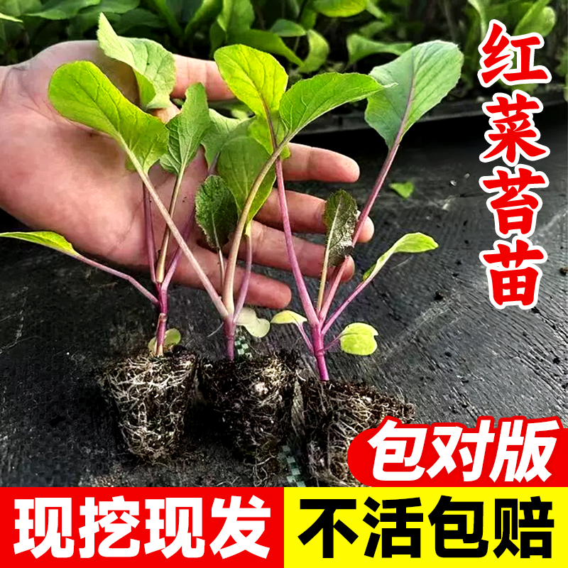 红菜苔秧苗带土蔬菜苗绿甘蓝包菜苗秧苗西兰花羽衣甘蓝蔬菜苗耐寒