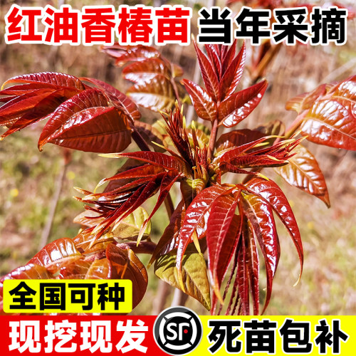 正宗红油香椿苗树矮化红椿树苗