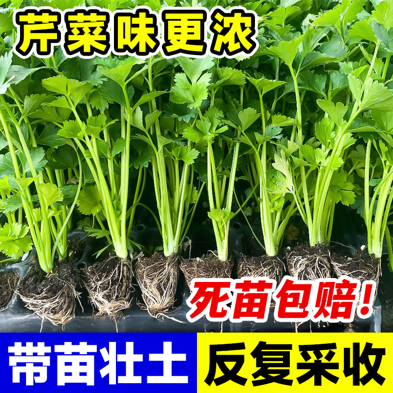四季芹菜苗秧苗小香芹大芹菜苗老品种芹菜根苗新鲜带土秋季蔬菜苗
