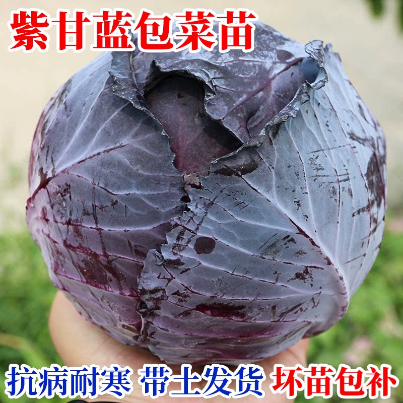 绿甘蓝苗包菜苗紫甘蓝羽衣甘蓝苗