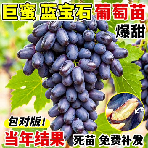 蓝宝石葡萄树苗阳光玫瑰苗盆栽果树果苗四季种植院爬藤南北方耐寒