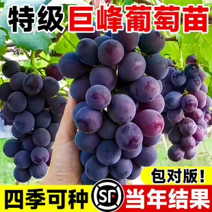 巨峰葡萄树苗阳光玫瑰大苗盆栽果树果苗四季种植院爬藤南北方耐寒