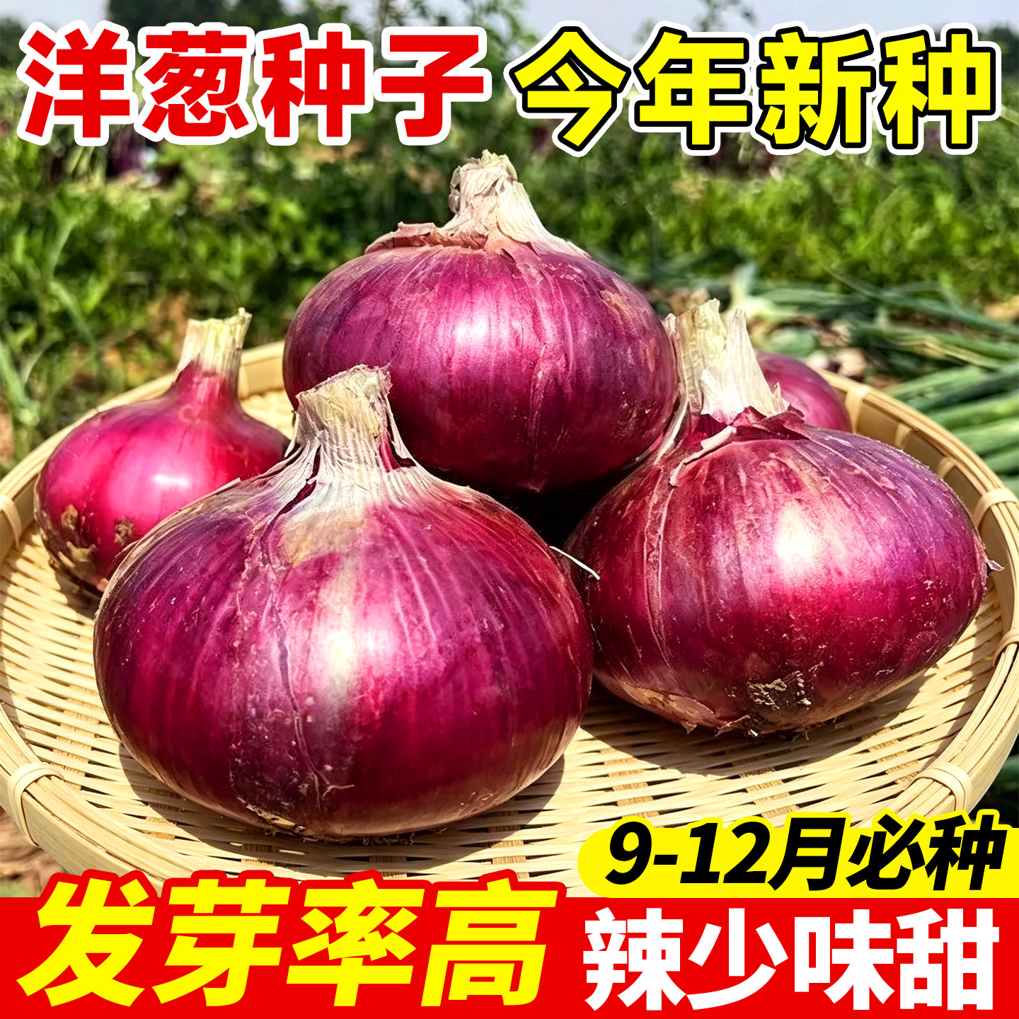 红皮洋葱种子紫皮特大耐寒正宗老品种高产四季可种植蔬菜圆葱种籽