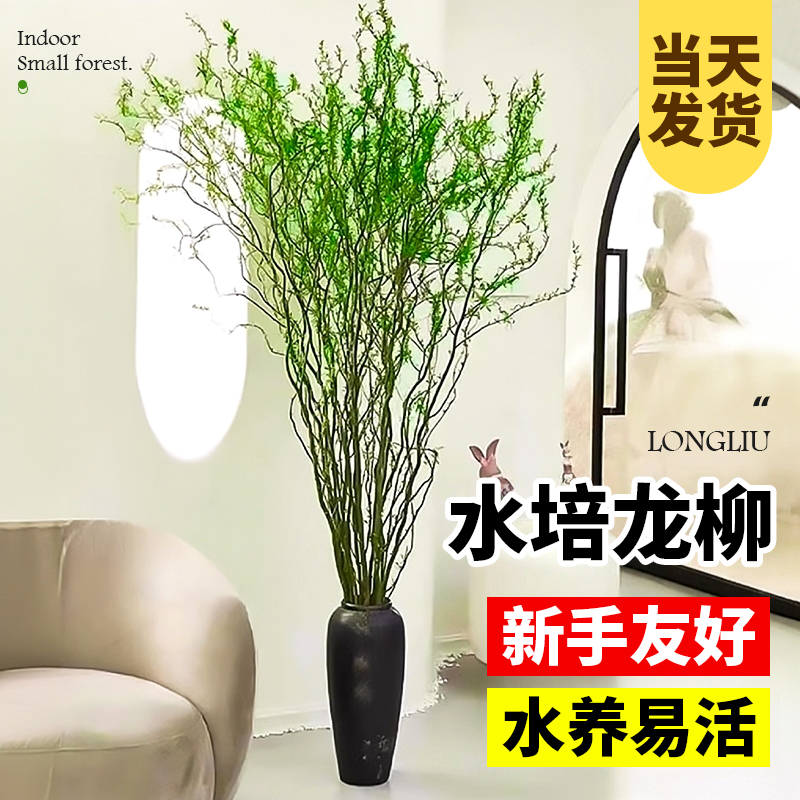龙柳鲜枝水培植物带芽泡水长根