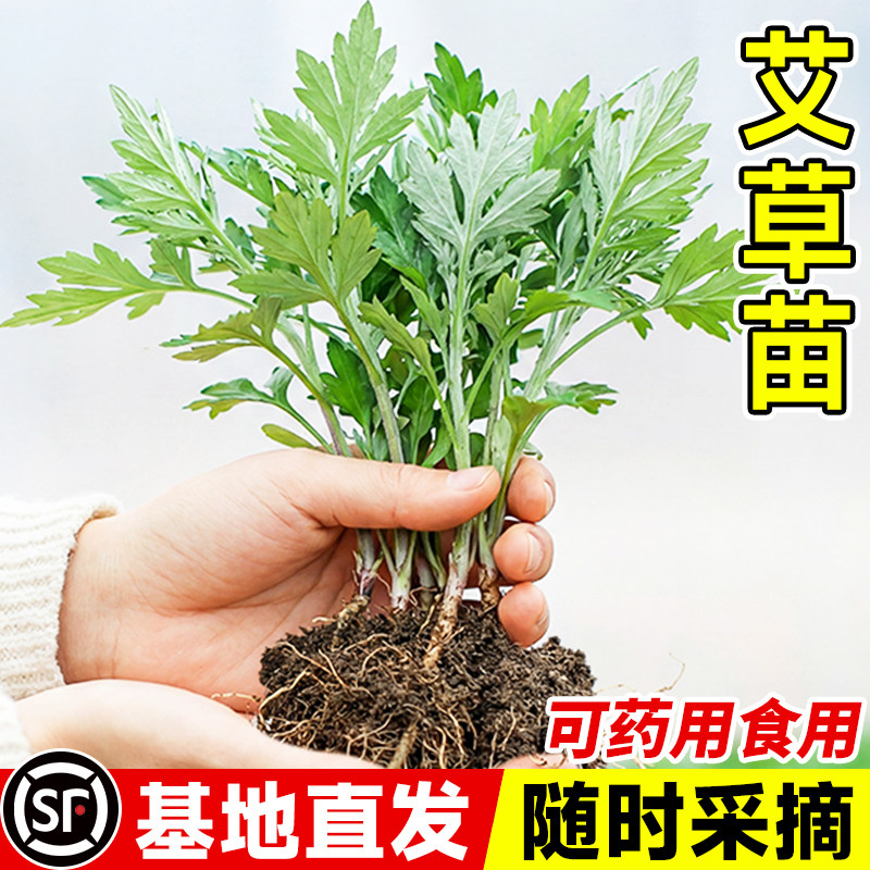 药用食用大叶艾草根种植艾草种子苗驱蚊艾蒿新鲜四季带根艾草苗