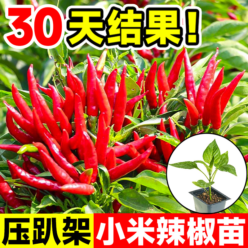 小米辣椒苗秧苗四季高产带土正宗樟树港螺丝椒薄皮朝天椒二荆条
