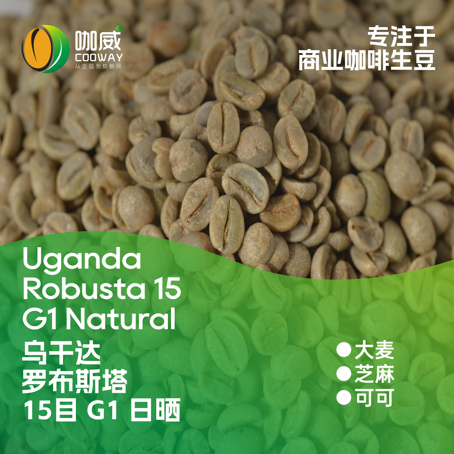 2026产季乌干达罗布斯塔15目G1日晒咖啡生豆