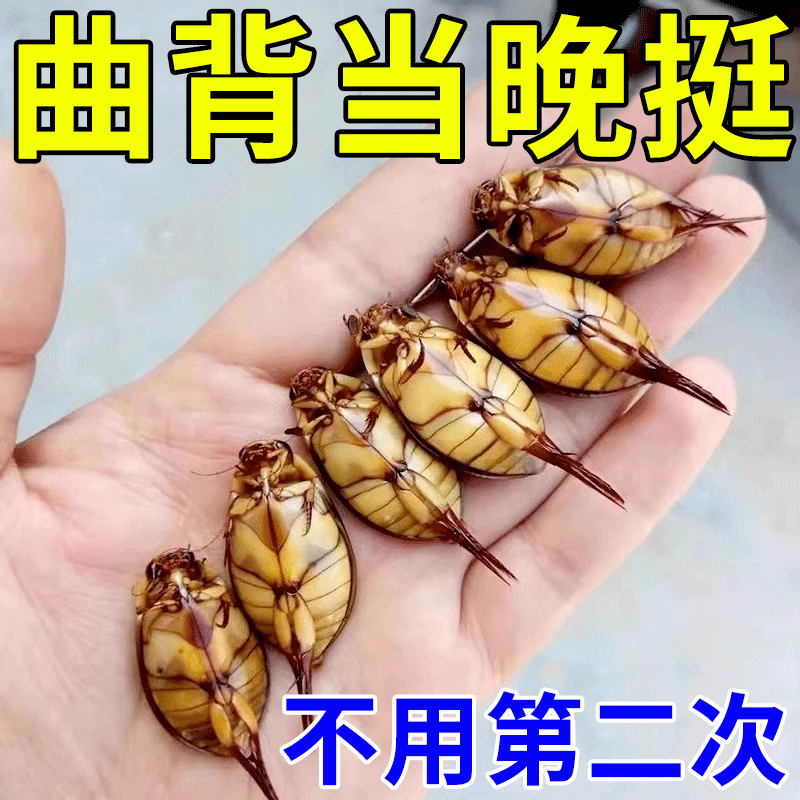 曲背矫正治疗驼背高低肩神器老人儿童预防脊柱侧弯中药保健贴膏GH