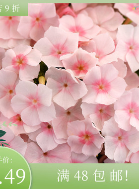 进口矮生福禄考种子 爱诗鲑红色 Ethnie Salmon 情歌柔粉色盆栽