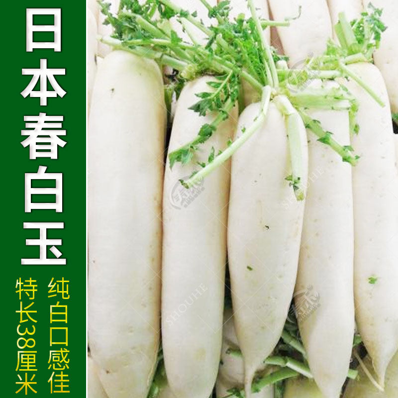 韩国白玉春长白萝卜种子菜种水果四季罗卜蔬菜种籽孑子籽种大全