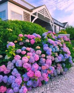 绣球花种子绣球花种籽子四季播种开花多年生花籽种植庭院易活室外