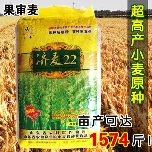 优质强筋冬小麦种子高产小麦济麦22山东农科院育矮秆抗倒大穗原种