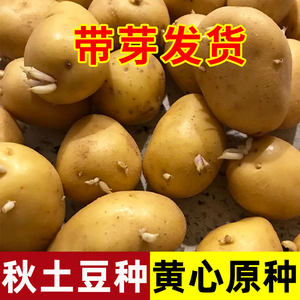 高产黄皮秋土豆种原种孑种子马铃薯种黄心带芽原种秋天种的种籽