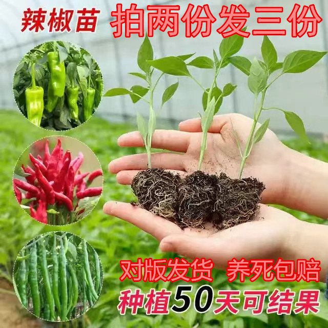 蔬菜苗秧苗朝天椒盆栽苗辣椒小苗