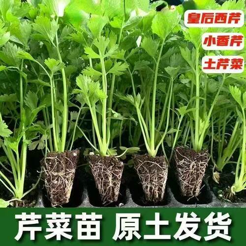 四季小香芹苗芹菜苗实芹皇后西芹山芹幼苗秧苗西芹苗盆栽带土山东