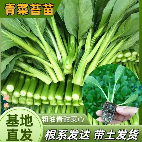 青菜苔苗带土发货盆栽阳台种植四季可种耐寒好养易活高产蔬菜苗