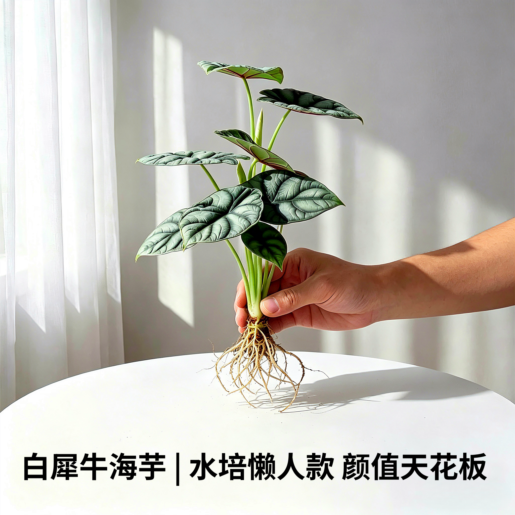 无土水培白犀牛海芋桌面水培绿植办公室内装饰观叶植物净化空气