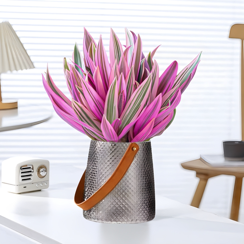 水培植物紫露兰净化空气室内花卉