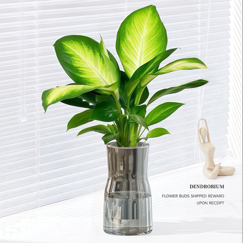 黄金玛丽安万年青室内水培好养