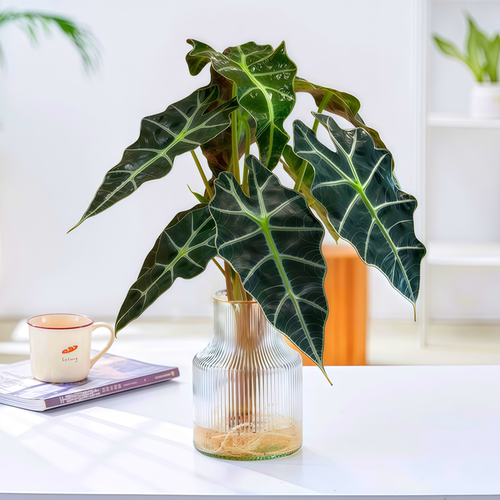 大仙女海芋水培植物好养净化空气