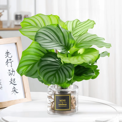 青苹果竹芋室内净化空气水培好养