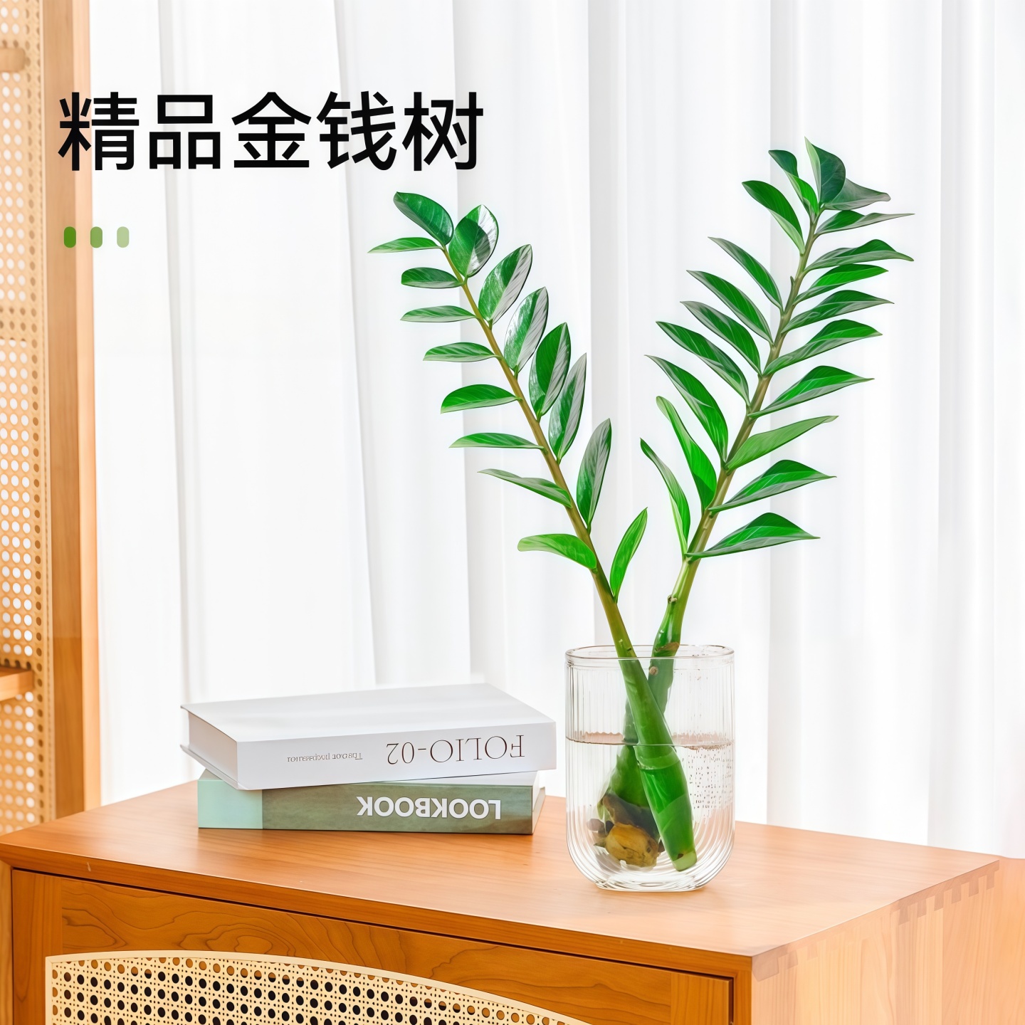 金钱树四季好养水培绿植招财进宝