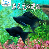 燕尾黑球玛丽鱼新手鱼生小鱼活体米奇灯鱼天使马甲球热带淡水鱼