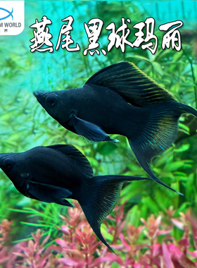 燕尾黑球玛丽鱼新手鱼生小鱼活体米奇灯鱼天使马甲球热带淡水鱼