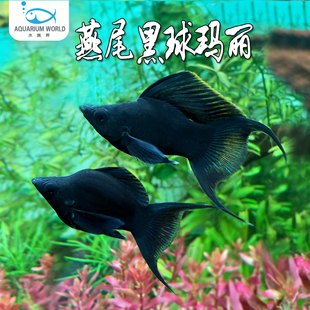 燕尾黑球玛丽鱼新手鱼生小鱼活体米奇灯鱼天使马甲球热带淡水鱼