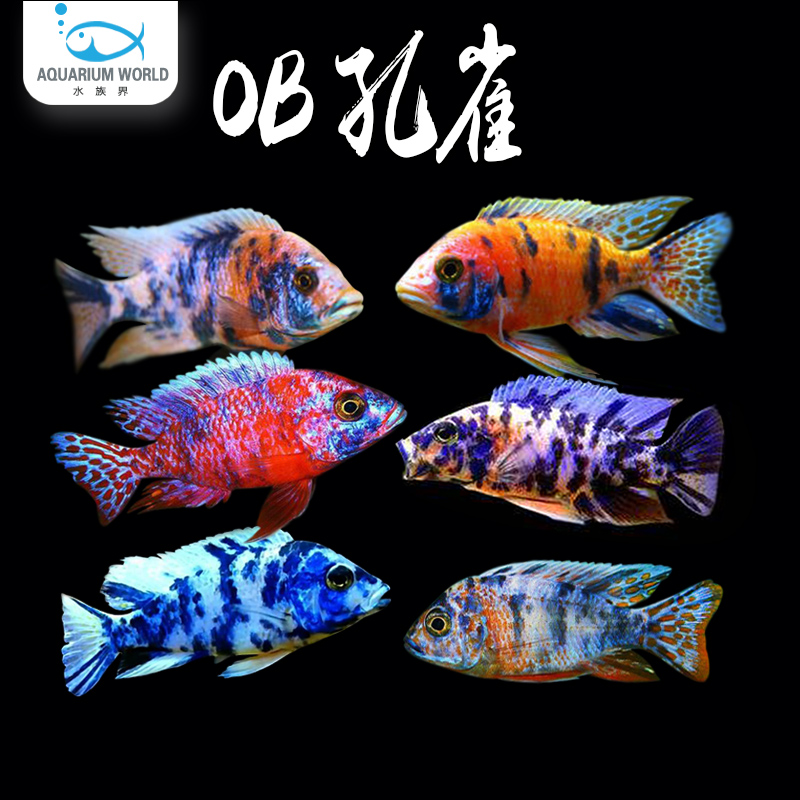OB孔雀三湖慈鲷鱼热带鱼好养耐活