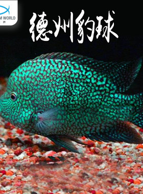 德州豹球南美慈鲷淡水鱼