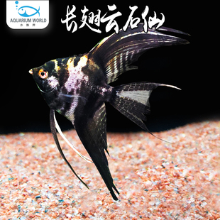 长翅云石仙七彩神仙鱼红金黑魔白神仙鱼燕鱼苗热带观赏鱼活体好养