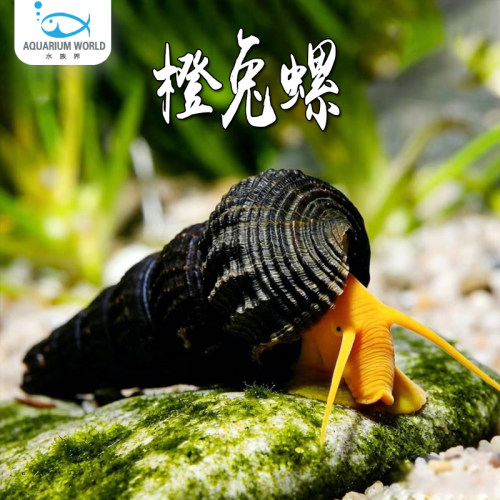 橙兔螺观赏螺斑马螺除藻除青苔