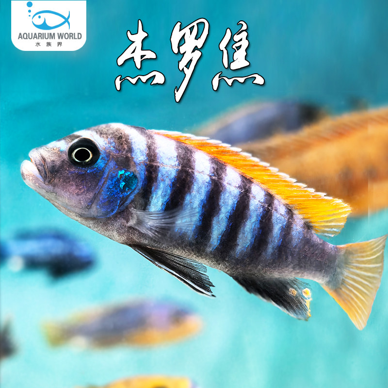 杰罗焦三湖慈鲷马鲷淡水鱼新手