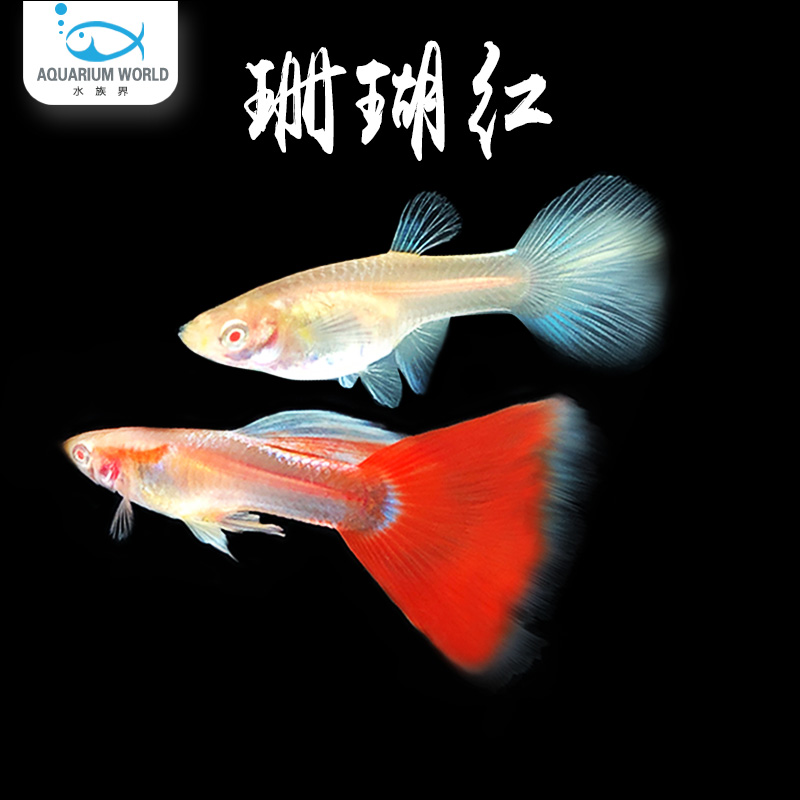 水族界珊瑚红孔雀鱼热带鱼好养