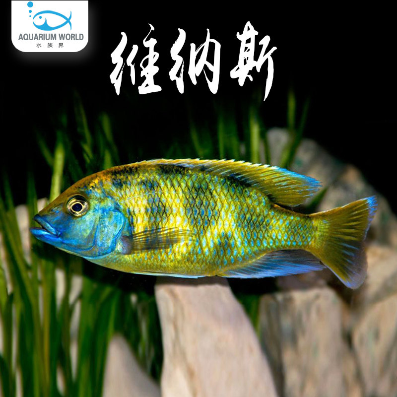 维纳斯三湖慈鲷马鲷非洲王子蓝斑马热带鱼观赏鱼活体小型淡水冷水