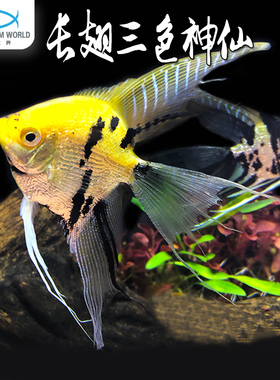 长翅三色神仙鱼水族鱼缸观赏鱼热带鱼淡水秘鲁神仙玛丽鱼灯鱼斑马