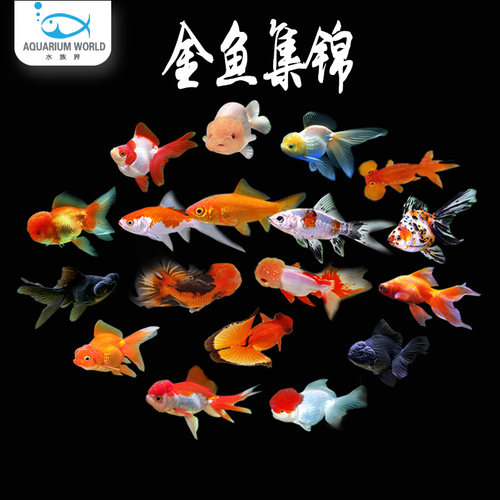 冷水鱼兰寿锦鲤金鱼狮子头蝶尾