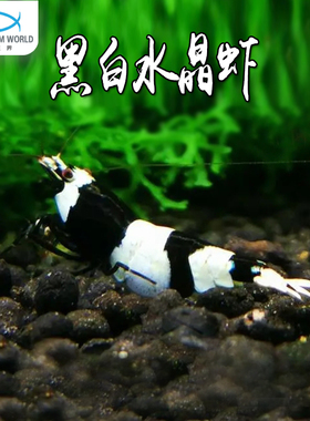 黑白水晶虾观赏虾淡水工具虾除藻虾冷水活体极火蓝宝石虾鲜活好养