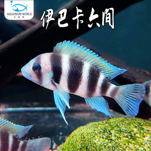 伊巴卡六间鱼坦鲷萨伊蓝六间布隆迪水族鱼缸三湖慈鲷观赏鱼淡水